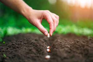 Close up up a hand planting seeds into dirt